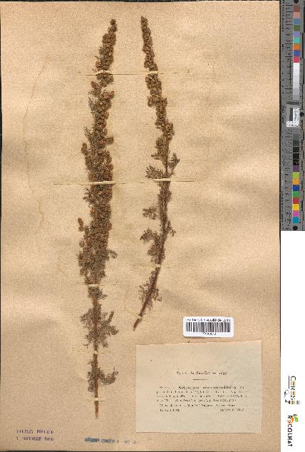 spécimen de Artemisia chamaemelifolia