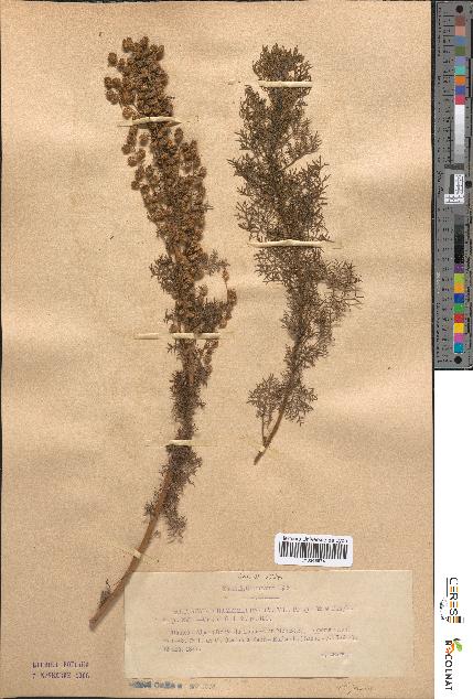 spécimen de Artemisia chamaemelifolia