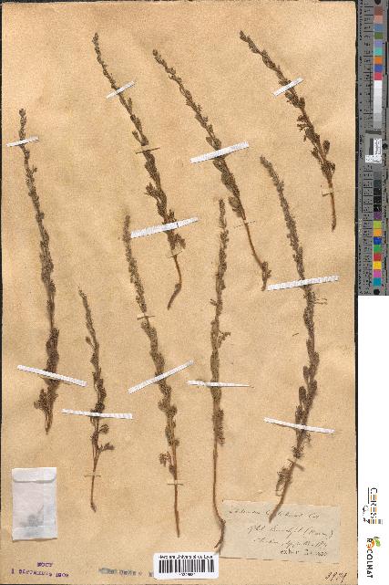 spécimen de Artemisia chitachensis