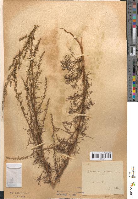 spécimen de Artemisia glutinosa