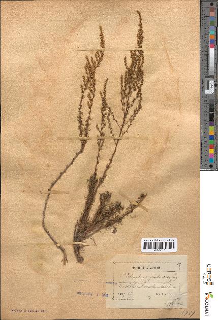 spécimen de Artemisia glutinosa