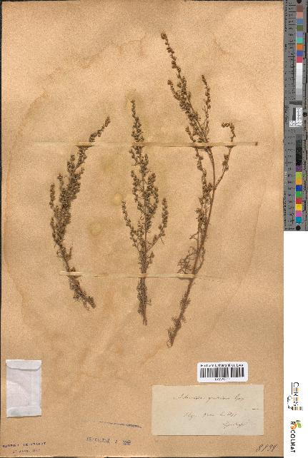 spécimen de Artemisia glutinosa
