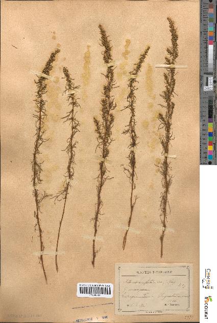 spécimen de Artemisia glutinosa