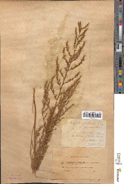 spécimen de Artemisia glutinosa