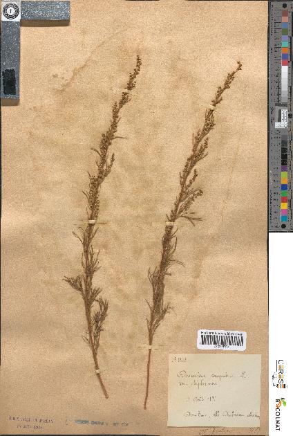 spécimen de Artemisia campestris