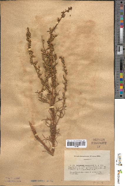 spécimen de Artemisia campestris