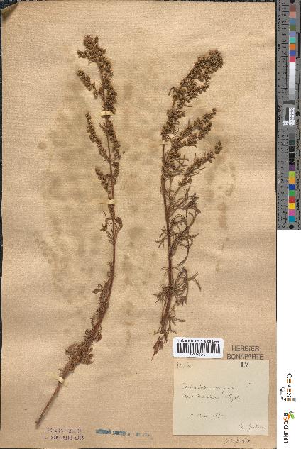 spécimen de Artemisia campestris