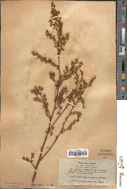 spécimen de Artemisia campestris