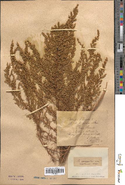 spécimen de Artemisia campestris