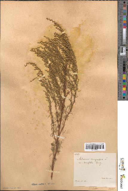 spécimen de Artemisia campestris