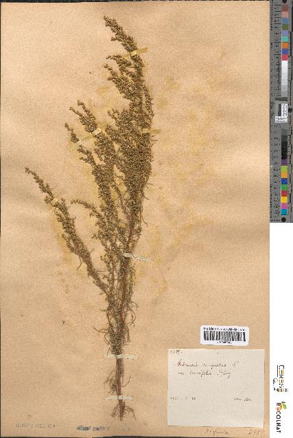 spécimen de Artemisia campestris