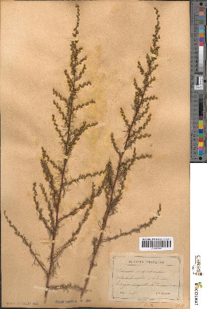 spécimen de Artemisia campestris