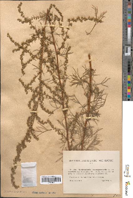 spécimen de Artemisia campestris