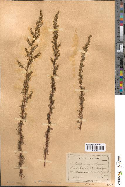 spécimen de Artemisia campestris