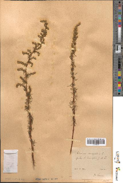 spécimen de Artemisia campestris