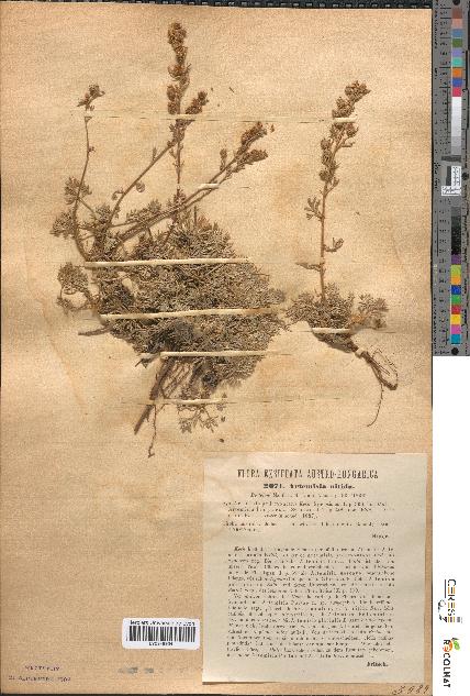 spécimen de Artemisia nitida