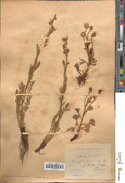 spécimen de Artemisia norvegica