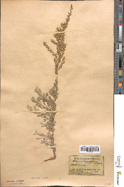 spécimen de Artemisia odoratissima