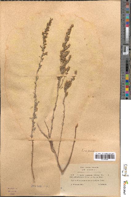 spécimen de Artemisia oranensis