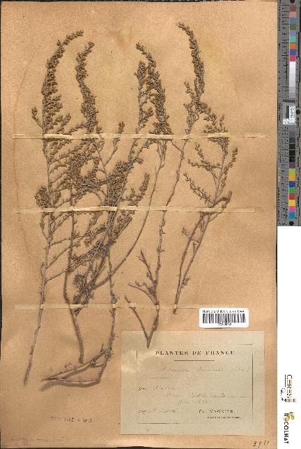 spécimen de Artemisia oranensis