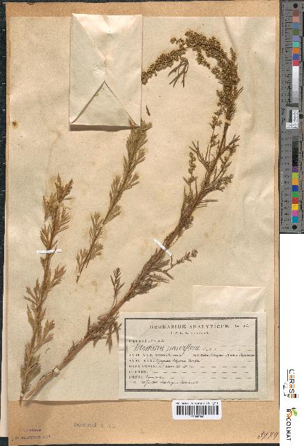 spécimen de Artemisia parviflora