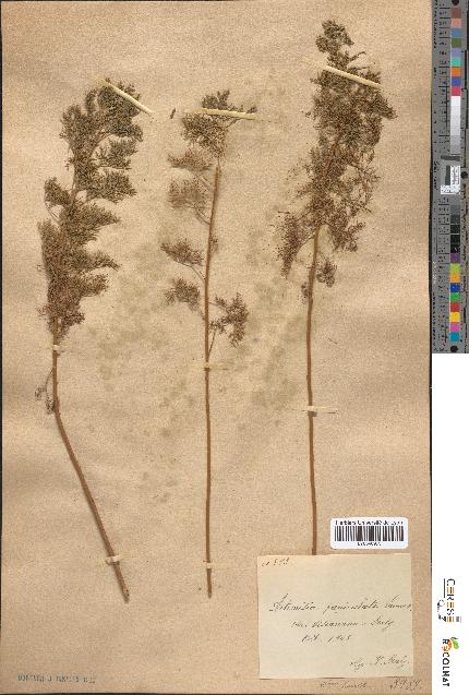 spécimen de Artemisia paniculata