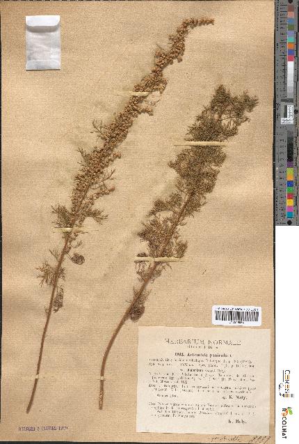 spécimen de Artemisia paniculata