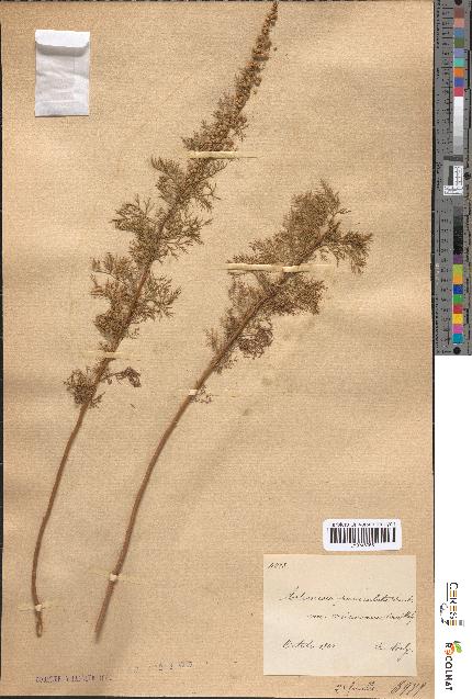 spécimen de Artemisia paniculata