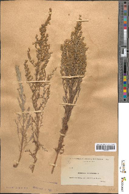 spécimen de Artemisia caerulescens