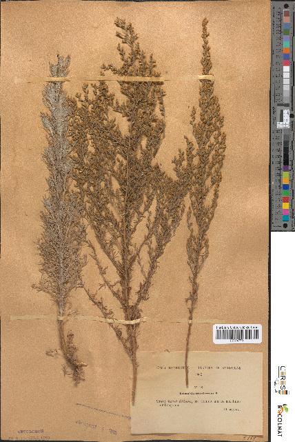 spécimen de Artemisia caerulescens