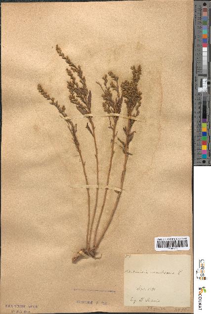 spécimen de Artemisia caerulescens