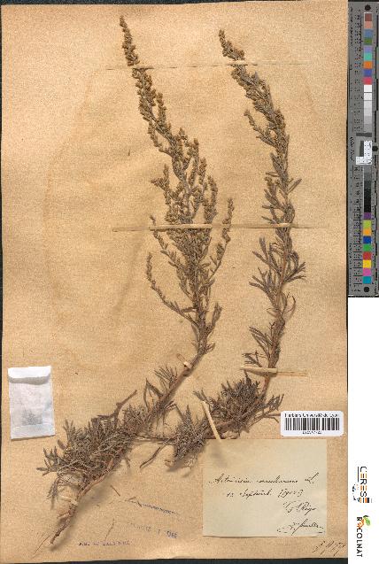 spécimen de Artemisia caerulescens