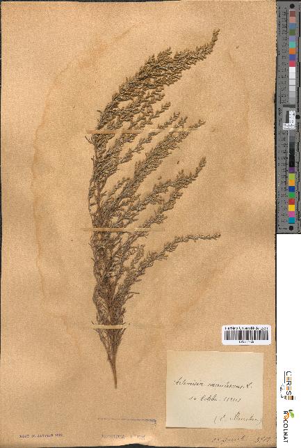 spécimen de Artemisia caerulescens