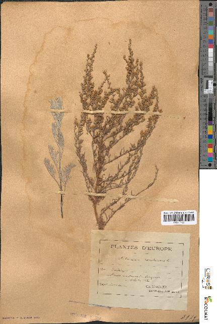 spécimen de Artemisia caerulescens