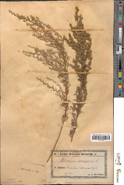 spécimen de Artemisia caerulescens