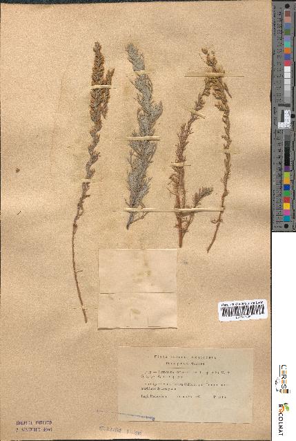 spécimen de Artemisia caerulescens