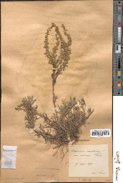 spécimen de Artemisia caerulescens