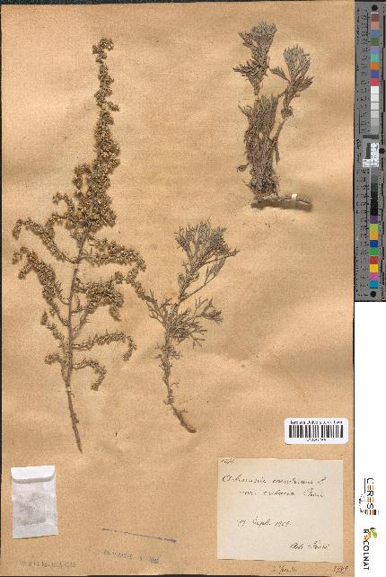 spécimen de Artemisia caerulescens