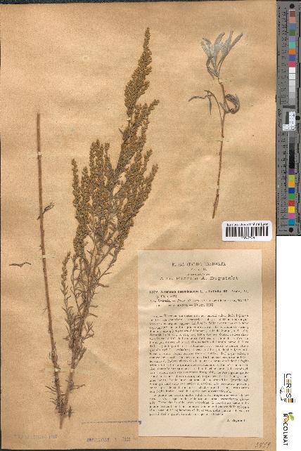 spécimen de Artemisia caerulescens