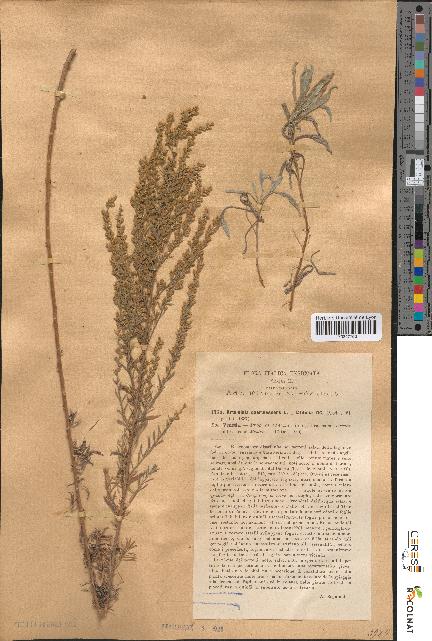 spécimen de Artemisia caerulescens