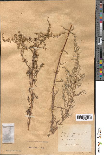 spécimen de Artemisia caerulescens