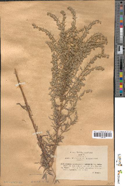 spécimen de Artemisia caerulescens