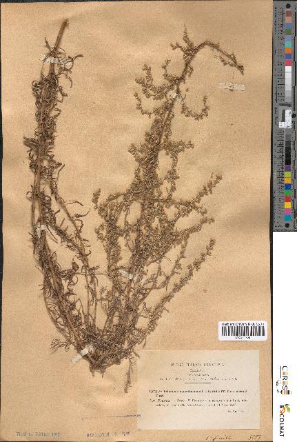 spécimen de Artemisia caerulescens