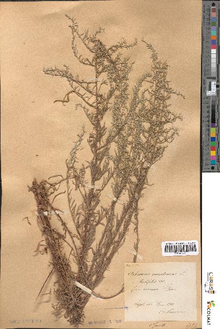 spécimen de Artemisia caerulescens