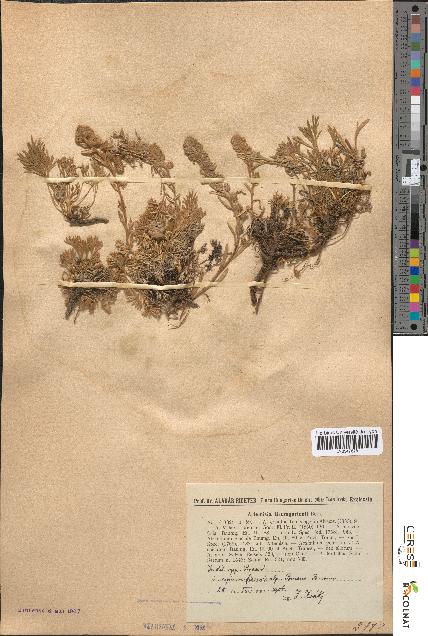 spécimen de Artemisia baumgartenii