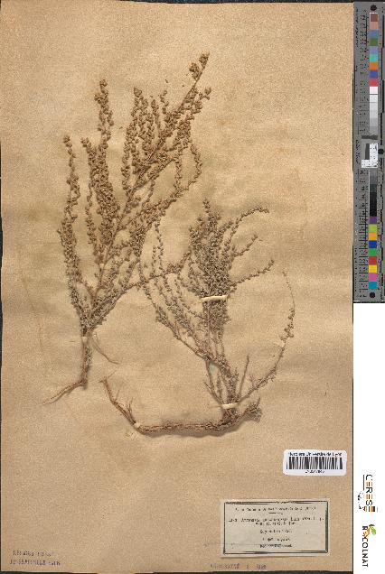 spécimen de Artemisia arragonensis