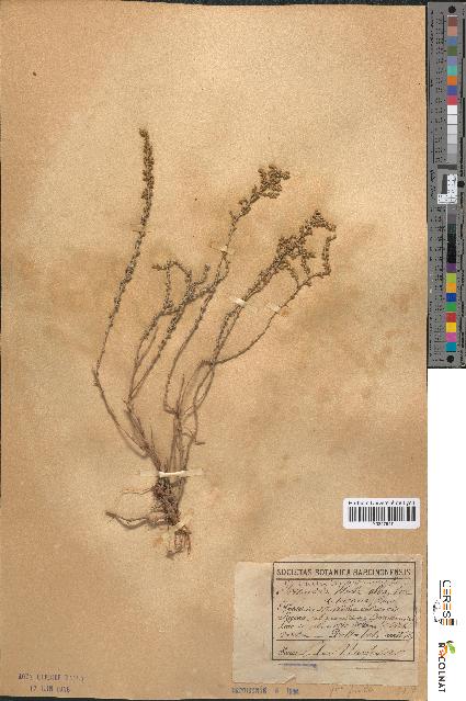 spécimen de Artemisia arragonensis