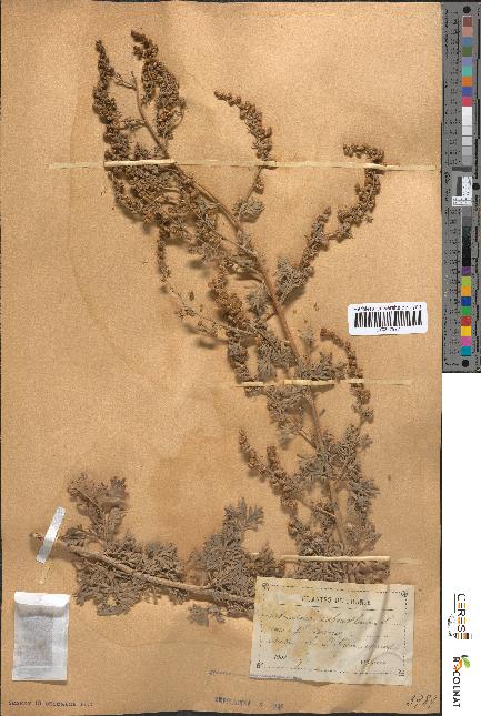 spécimen de Artemisia absinthium