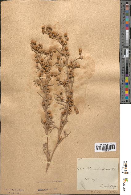 spécimen de Artemisia arborescens