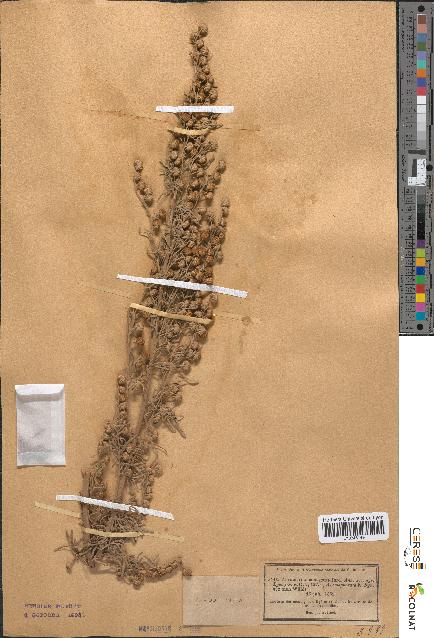 spécimen de Artemisia arborescens